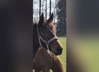Hanoverian, Mare, 1 year, 16.2 hh, Brown