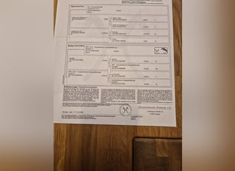 Hanoverian, Mare, 1 year, 16.2 hh, Brown