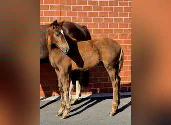 Hanoverian, Mare, 1 year, 16.2 hh, Chestnut