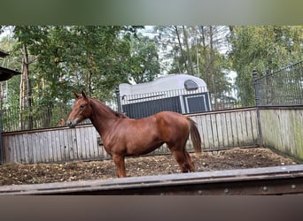 Hanoverian, Mare, 1 year, 16.2 hh, Chestnut-Red