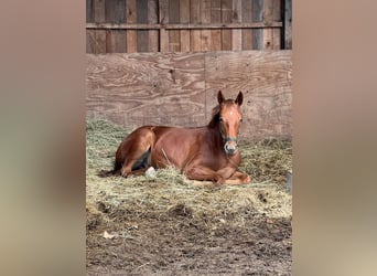 Hanoverian, Mare, 1 year, 16.2 hh, Chestnut-Red