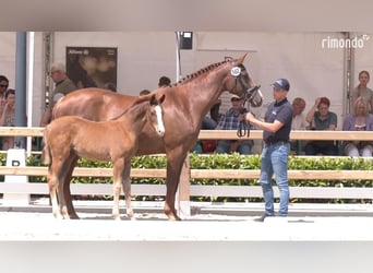 Hanoverian, Mare, 1 year, 16.2 hh, Chestnut-Red