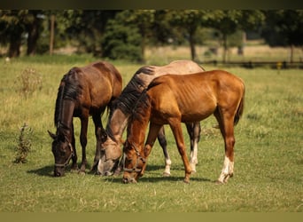 Hannoveraner, Stute, 1 Jahr, 16,2 hh, Schimmel