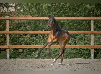 Hanoverian, Mare, 1 year, 16.3 hh, Bay-Dark