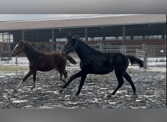 Hanoverian, Mare, 1 year, 16.3 hh, Bay-Dark