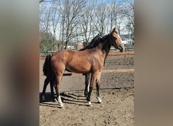 Hanoverian, Mare, 1 year, 16.3 hh, Brown