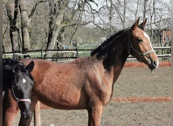 Hanoverian, Mare, 1 year, 16.3 hh, Brown