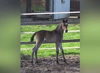 Hanoverian, Mare, 1 year, 16,3 hh, Smoky-Black