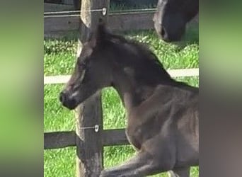 Hanoverian, Mare, 1 year, 16,3 hh, Smoky-Black