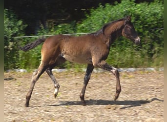 Hanoverian, Mare, 1 year, 16,3 hh, Smoky-Black