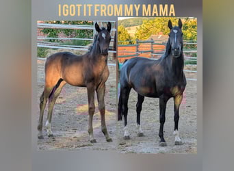 Hanoverian, Mare, 1 year, 16 hh, Bay-Dark