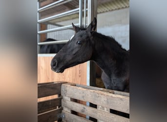 Hanoverian, Mare, 1 year, 16 hh, Bay-Dark