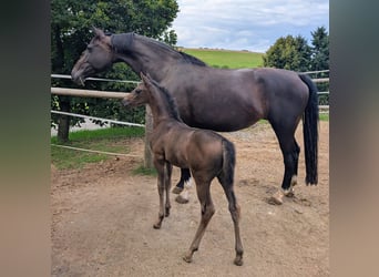 Hanoverian, Mare, 1 year, 16 hh, Bay-Dark