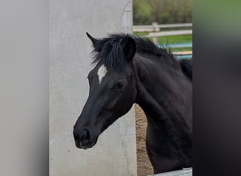 Hanoverian, Mare, 1 year, 16 hh, Bay-Dark