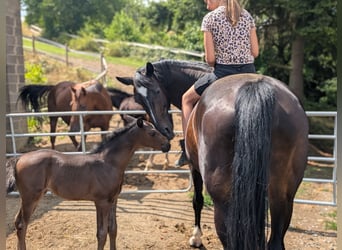 Hanoverian, Mare, 1 year, 16 hh, Bay-Dark