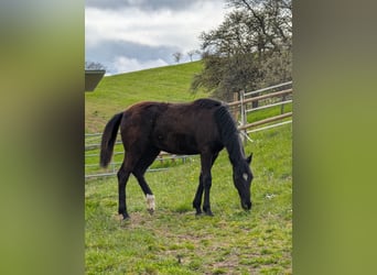 Hanoverian, Mare, 1 year, 16 hh, Bay-Dark