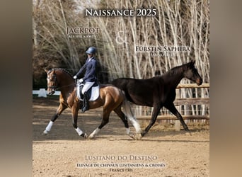 Hanoverian Mix, Mare, 1 year, 16 hh, Brown