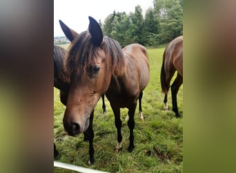 Hanoverian, Mare, 1 year, 16 hh, Brown