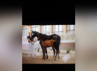 Hanoverian, Mare, 1 year, 16 hh, Brown