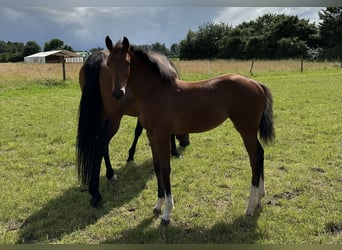 Hanoverian, Mare, 1 year, 16 hh, Brown