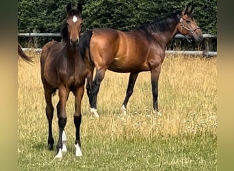 Hanoverian, Mare, 1 year, 16 hh, Brown