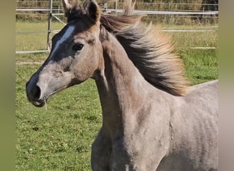 Hanoverian, Mare, 1 year, 16 hh, Can be white