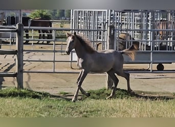 Hanoverian, Mare, 1 year, 16 hh, Can be white