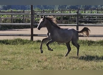 Hanoverian, Mare, 1 year, 16 hh, Can be white