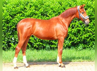 Hanoverian, Mare, 1 year, 16 hh, Chestnut-Red