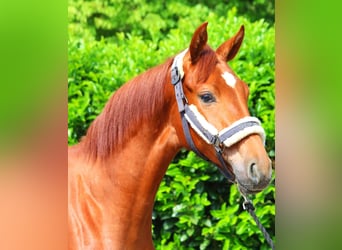 Hanoverian, Mare, 1 year, 16 hh, Chestnut-Red