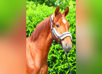 Hanoverian, Mare, 1 year, 16 hh, Chestnut-Red