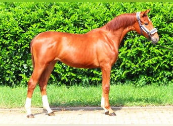 Hanoverian, Mare, 1 year, 16 hh, Chestnut-Red