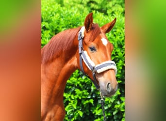 Hanoverian, Mare, 1 year, 16 hh, Chestnut-Red