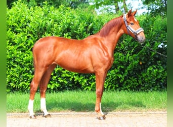 Hanoverian, Mare, 1 year, 16 hh, Chestnut-Red