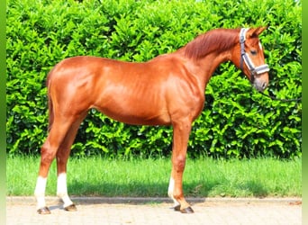 Hanoverian, Mare, 1 year, 16 hh, Chestnut-Red