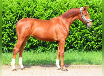 Hanoverian, Mare, 1 year, 16 hh, Chestnut-Red