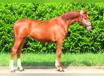 Hanoverian, Mare, 1 year, 16 hh, Chestnut-Red