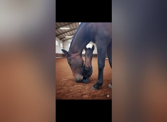 Hanoverian Mix, Mare, 1 year, 16 hh