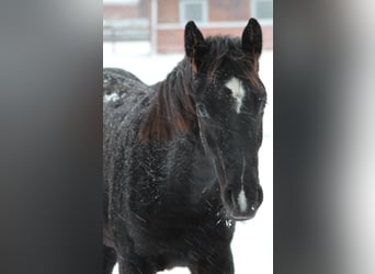 Hanoverian, Mare, 1 year, 16,1 hh, Black