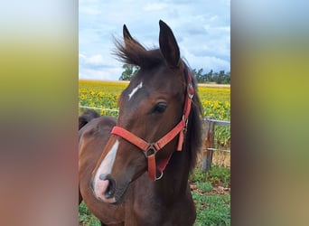 Hanoverian, Mare, 1 year, 16,1 hh, Brown