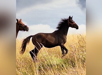 Hanoverian, Mare, 1 year, 16,1 hh, Brown