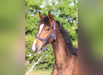 Hanoverian, Mare, 1 year, 16,1 hh, Brown