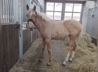 Hanoverian, Mare, 1 year, 16,1 hh, Palomino