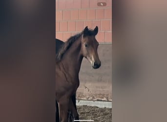 Hanoverian, Mare, 1 year, 16,2 hh, Brown
