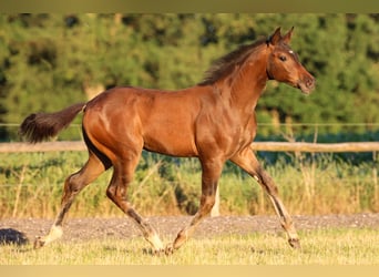 Hanoverian, Mare, 1 year, 16,2 hh, Brown