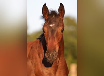 Hanoverian, Mare, 1 year, 16,2 hh, Brown