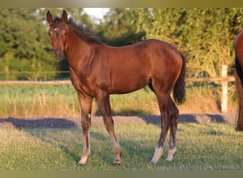 Hanoverian, Mare, 1 year, 16,2 hh, Brown