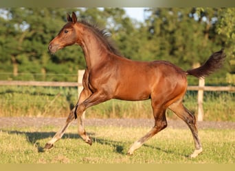 Hanoverian, Mare, 1 year, 16,2 hh, Brown