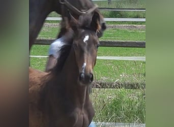 Hanoverian, Mare, 1 year, 16,2 hh, Brown