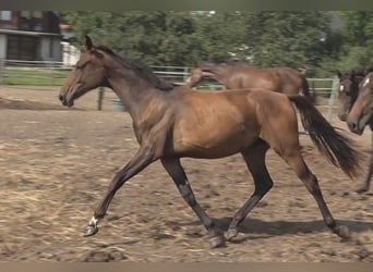 Hanoverian, Mare, 1 year, 16,2 hh, Brown